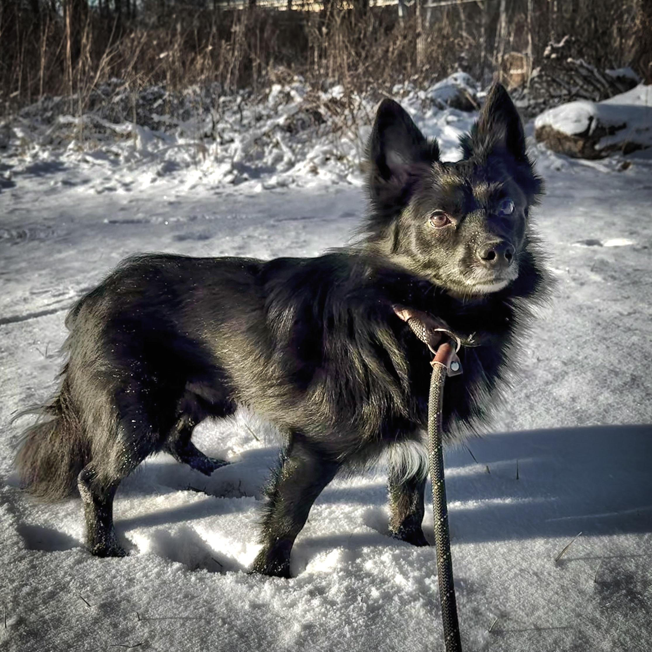 GOBLIN, adopted, Young Male Terrier.