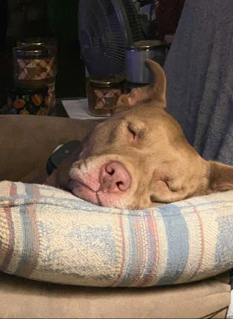 Enlarge Dolly (Foster Needed), a Adoptable Pit Bull Terrier in Indianapolis, IN image 1/6