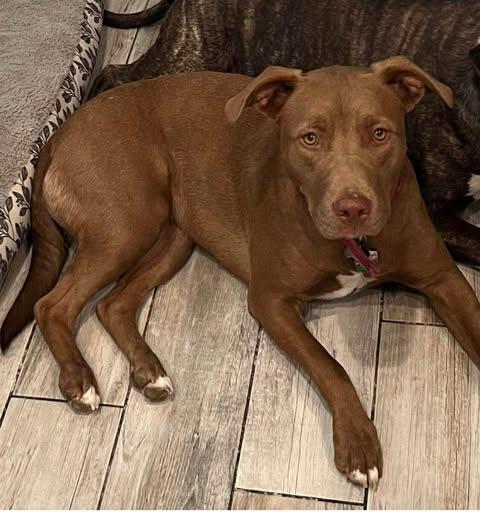 Enlarge Dolly (Foster Needed), a Adoptable Pit Bull Terrier in Indianapolis, IN image 2/6