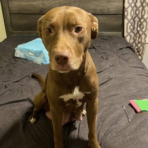 Enlarge Dolly (Foster Needed), a Adoptable Pit Bull Terrier in Indianapolis, IN image 3/6