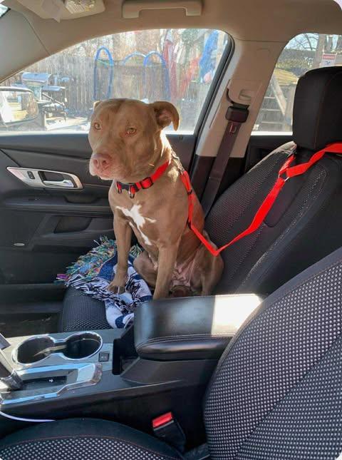 Enlarge Dolly (Foster Needed), a Adoptable Pit Bull Terrier in Indianapolis, IN image 4/6