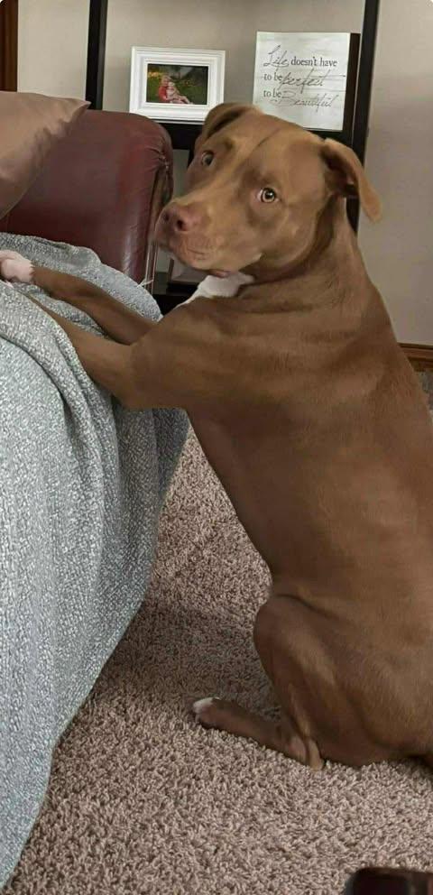 Enlarge Dolly (Foster Needed), a Adoptable Pit Bull Terrier in Indianapolis, IN image 5/6