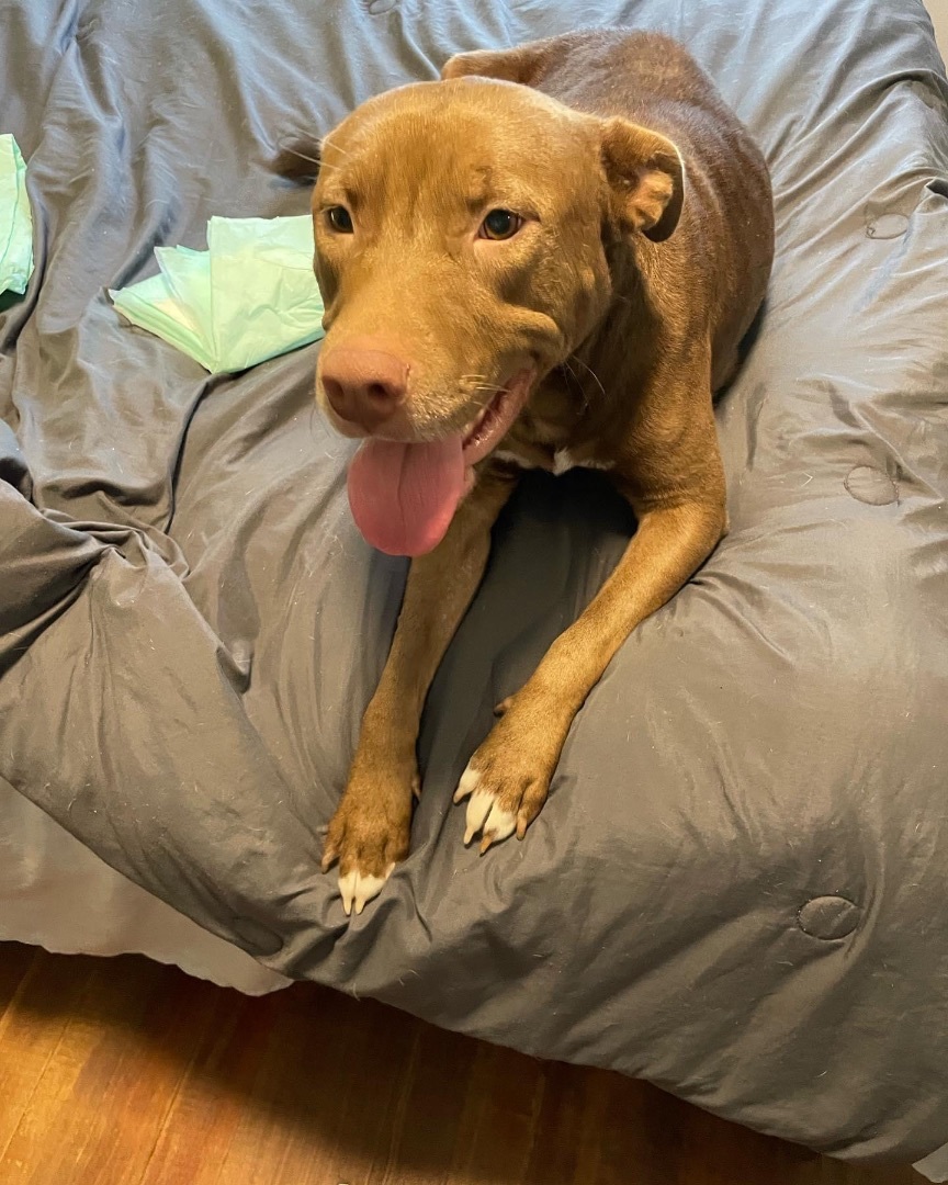 Dolly, an adoptable Pit Bull Terrier in Indianapolis, IN, 46227 | Photo Image 3