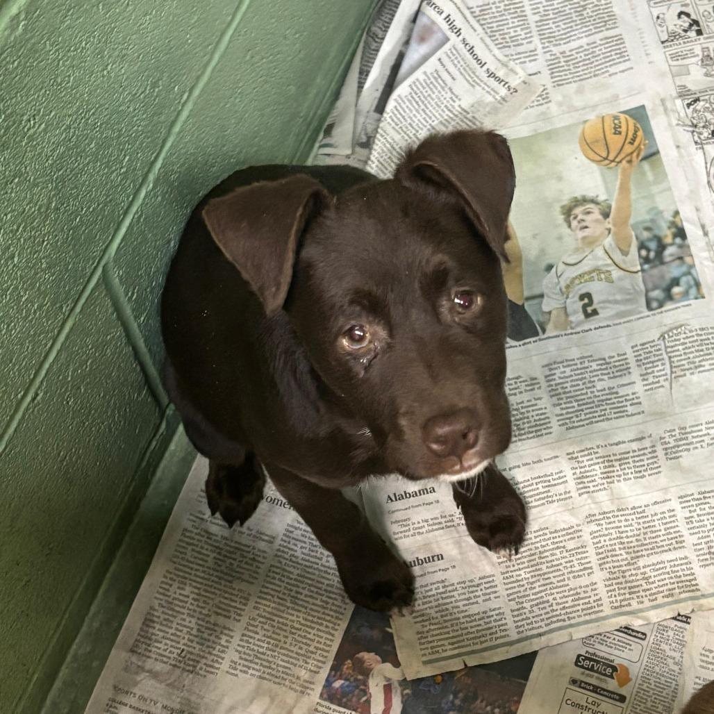 Lulu, Adoptable, Puppy Male Mixed Breed.