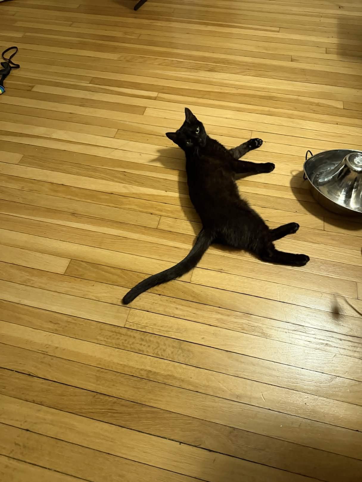 Enlarge Sesame, a Adoptable Domestic Short Hair in Cleveland Heights, OH image 4/5