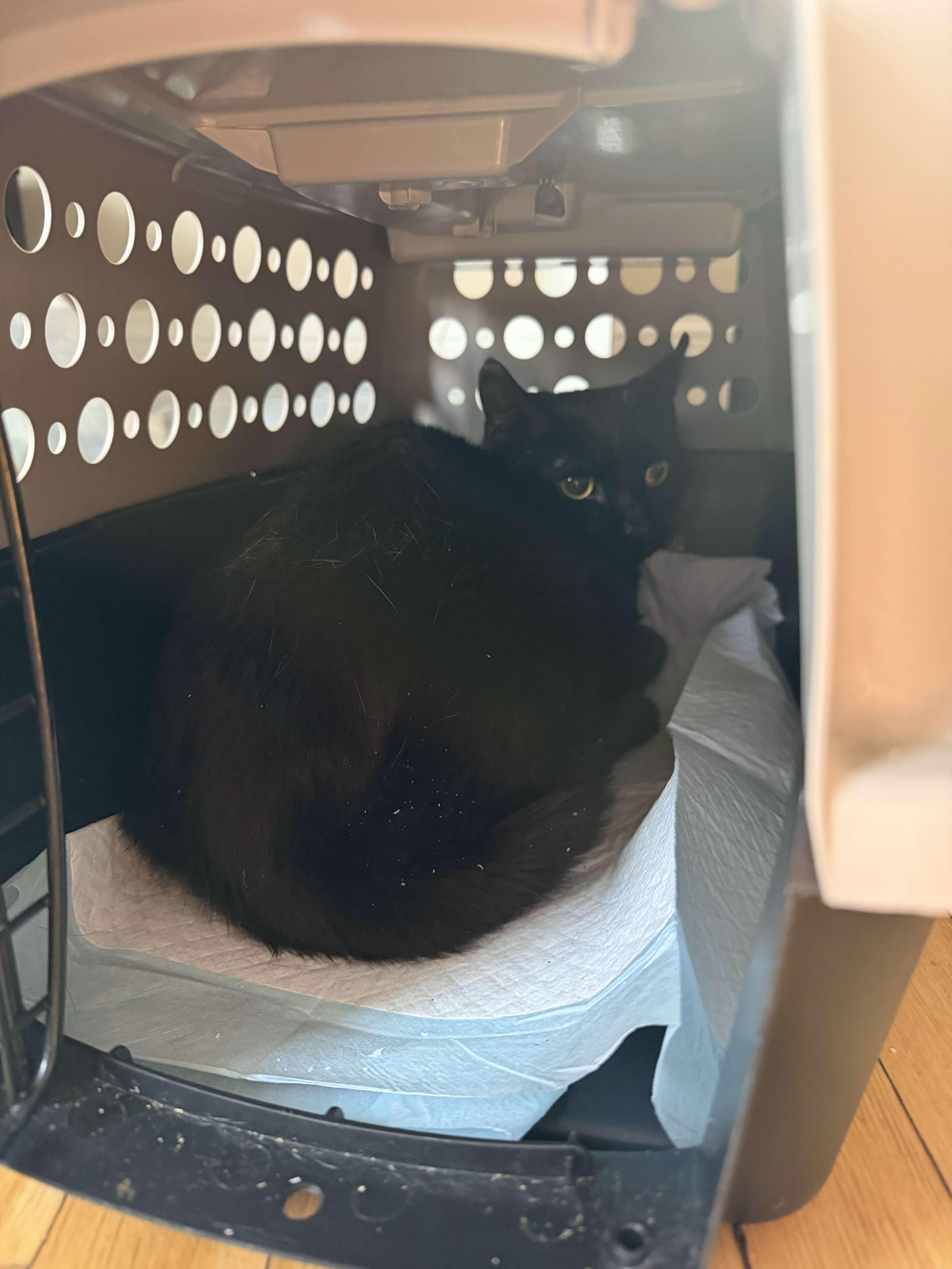 Enlarge Sesame, a Adoptable Domestic Short Hair in Cleveland Heights, OH image 3/5