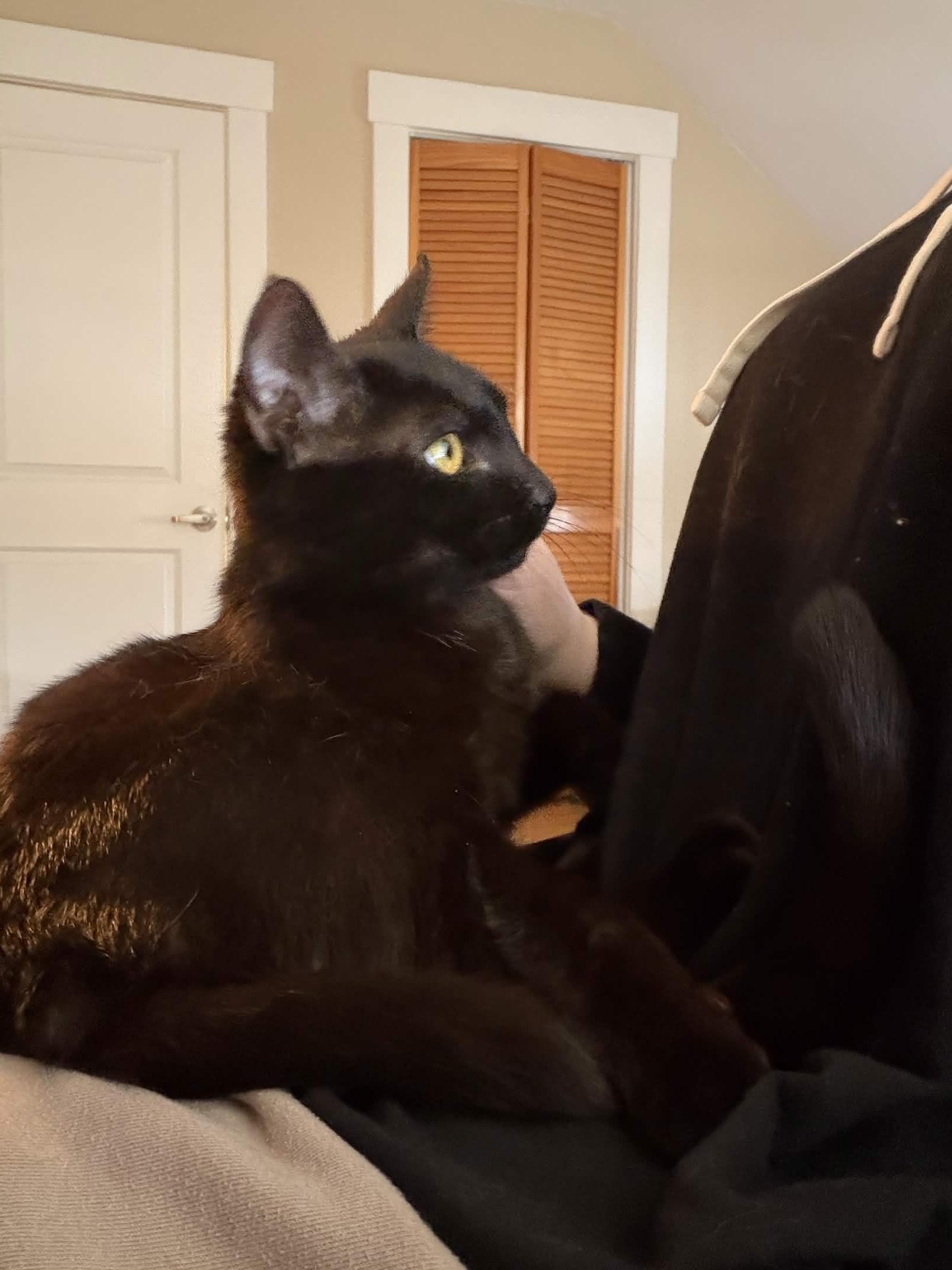 Sesame, Adoptable, Young Female Domestic Short Hair.