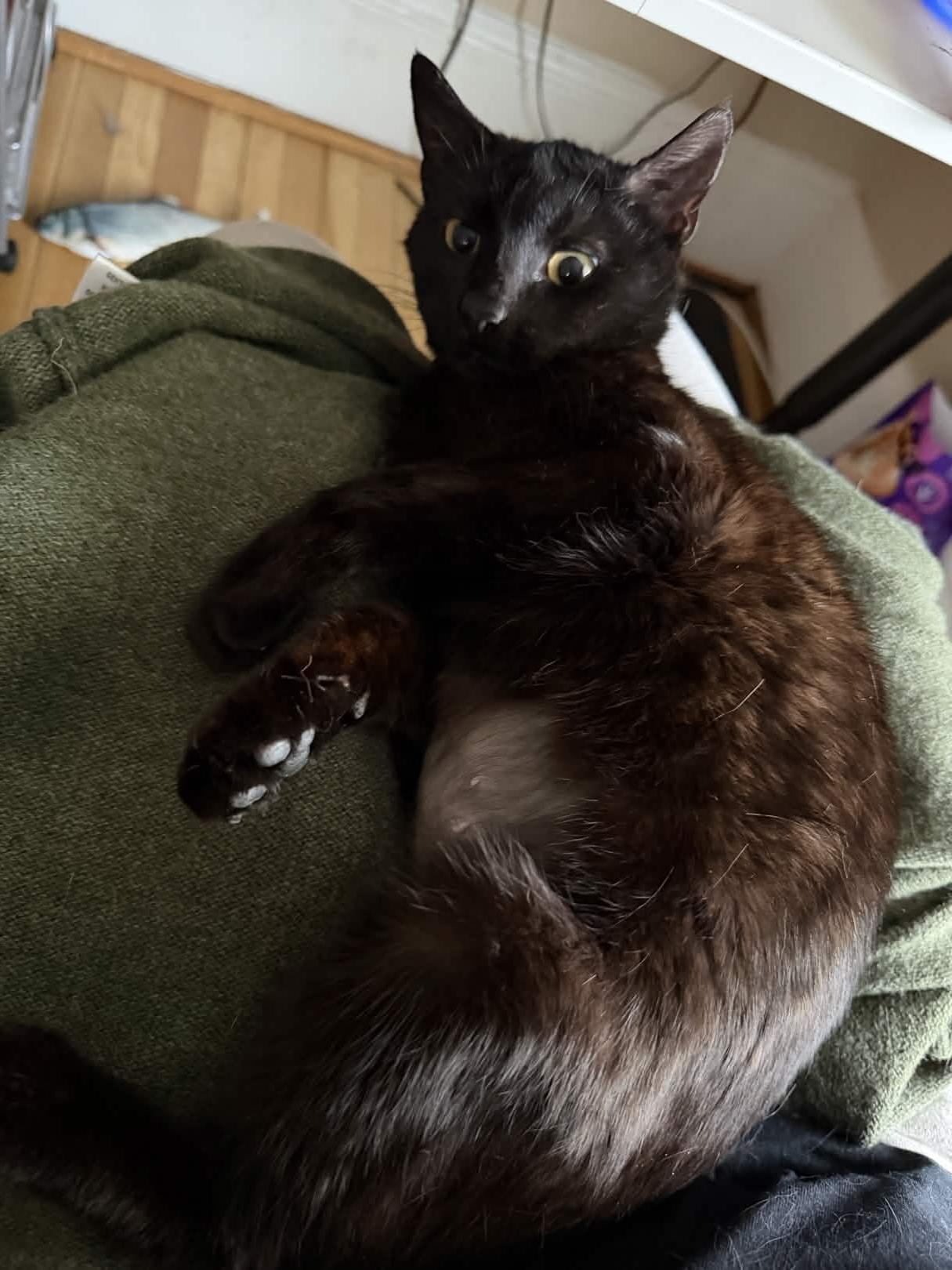 Enlarge Sesame, a Adoptable Domestic Short Hair in Cleveland Heights, OH image 2/5