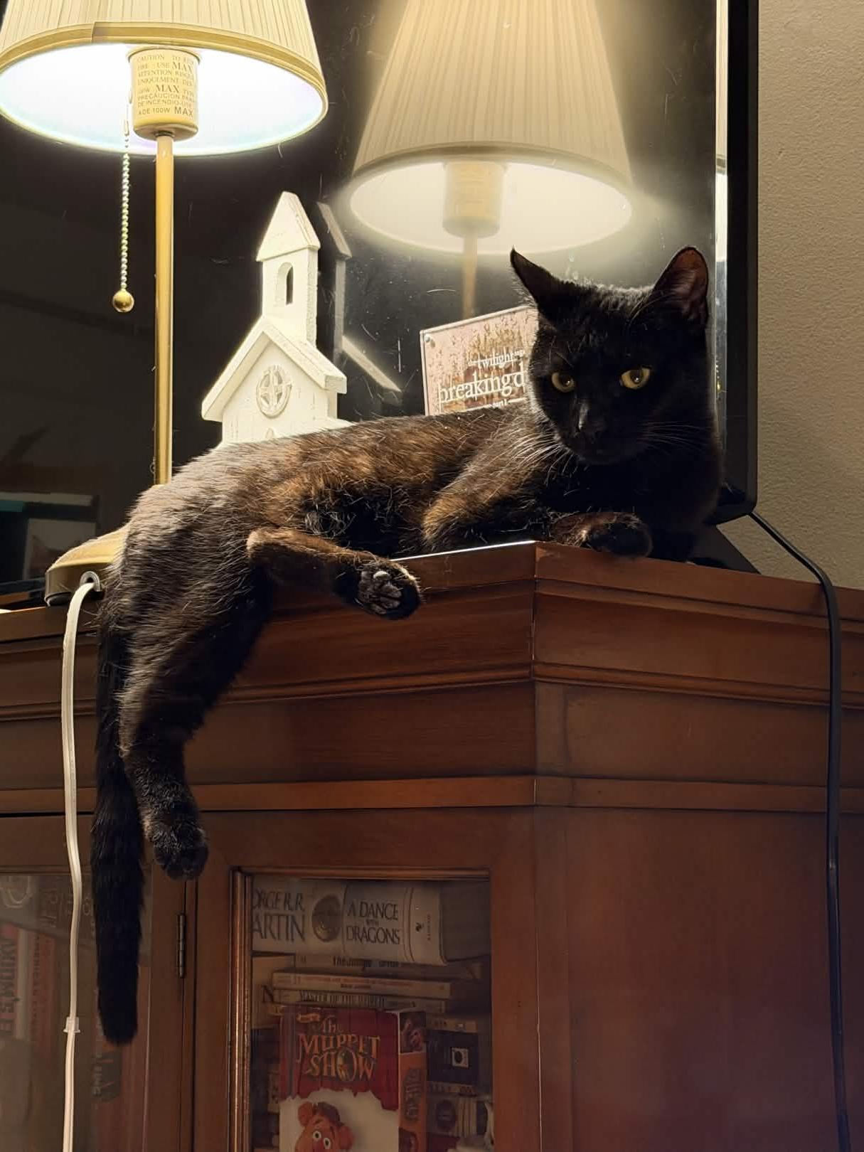 Enlarge Sesame, a Adoptable Domestic Short Hair in Cleveland Heights, OH image 5/5