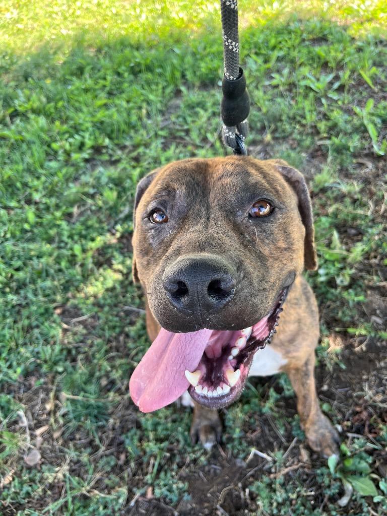 Moose, Adoptable, Adult Male Pit Bull Terrier & Mixed Breed.