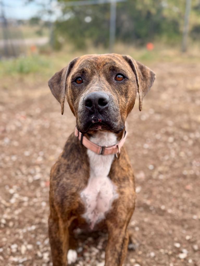 Enlarge Moose, a Adoptable mixed breed in Gillette, WY image 2/3