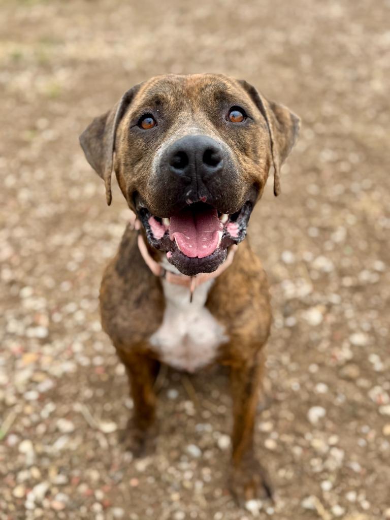 Enlarge Moose, a Adoptable mixed breed in Gillette, WY image 3/3