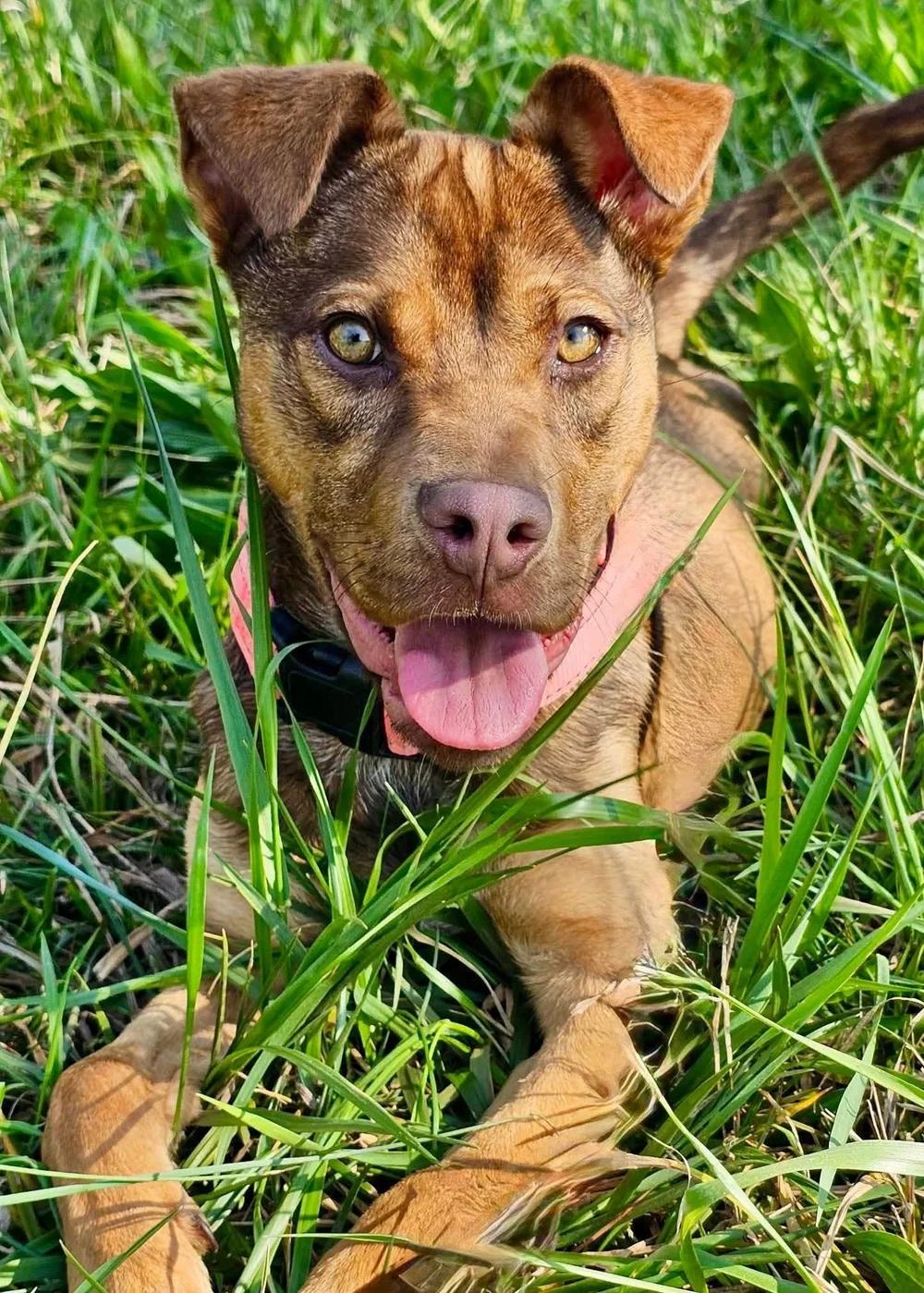 Blair, a Adoptable mixed breed in Huntsville, AL image 1/5