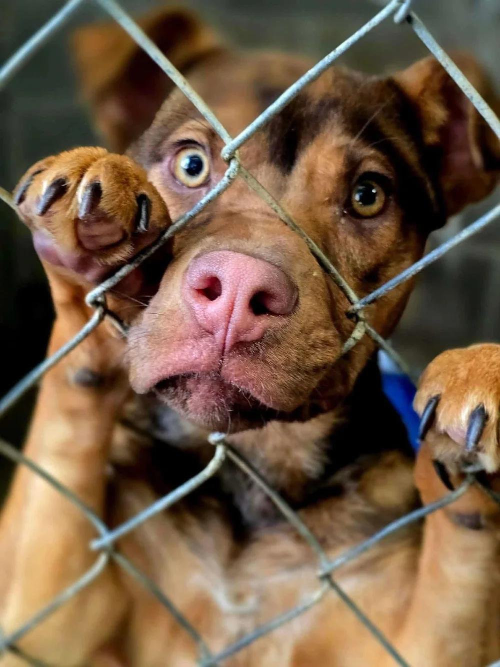 Blair, a Adoptable mixed breed in Huntsville, AL image 2/5