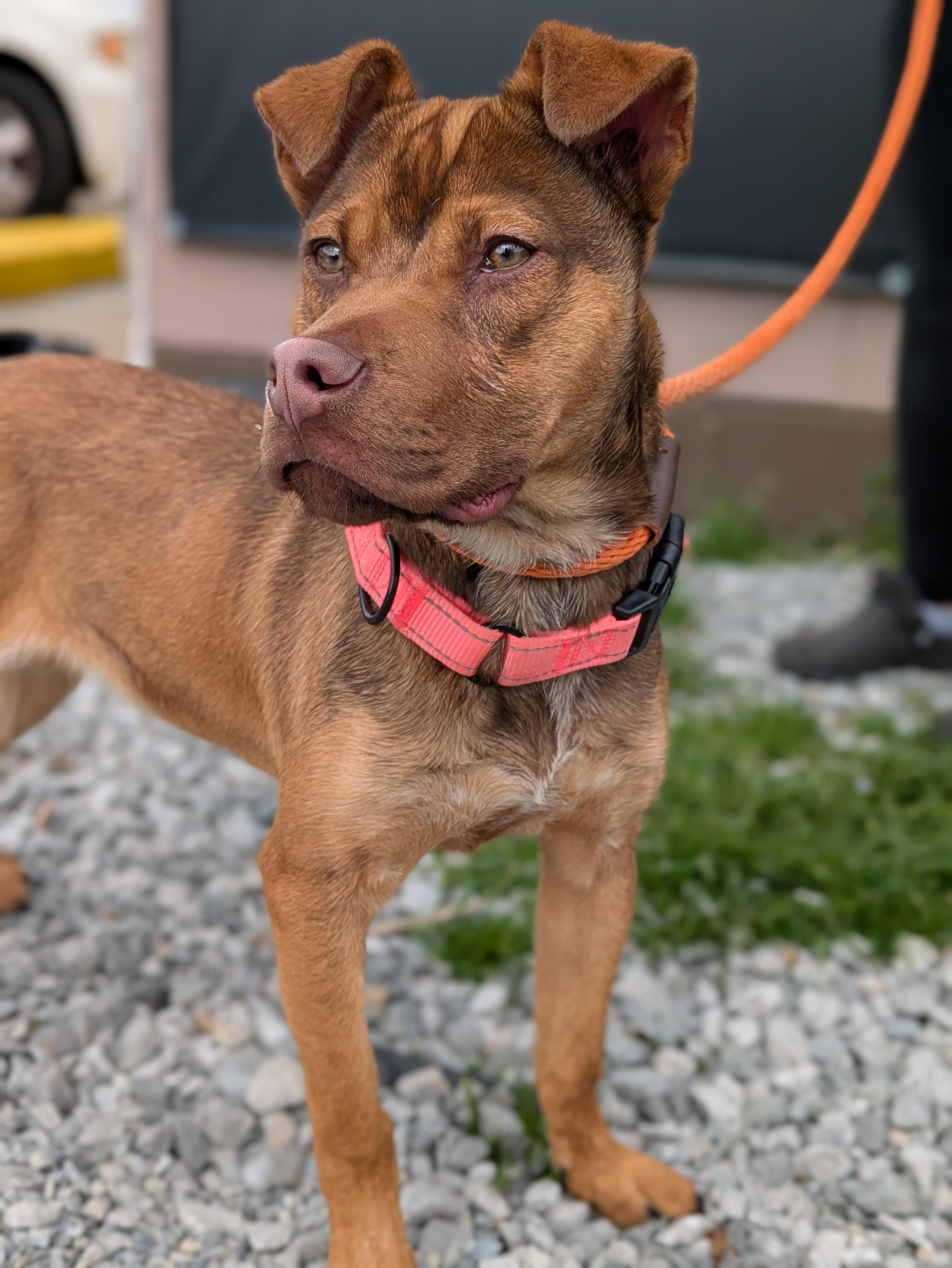 Enlarge Blair, a ADOPTABLE Mixed Breed in Huntsville, AL image 2/2
