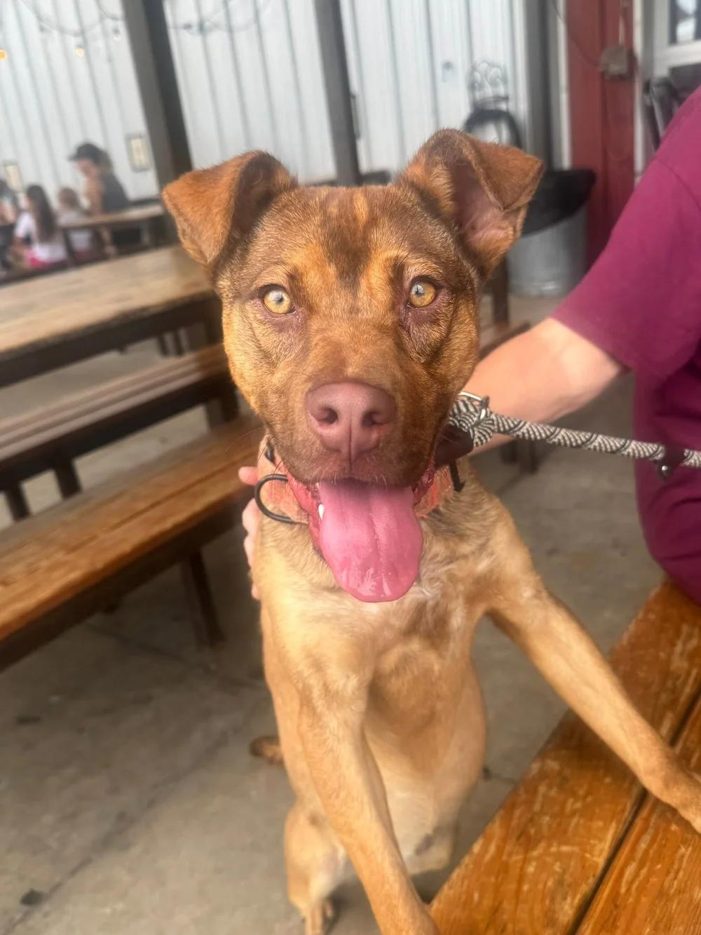 Blair, a Adoptable mixed breed in Huntsville, AL image 3/5