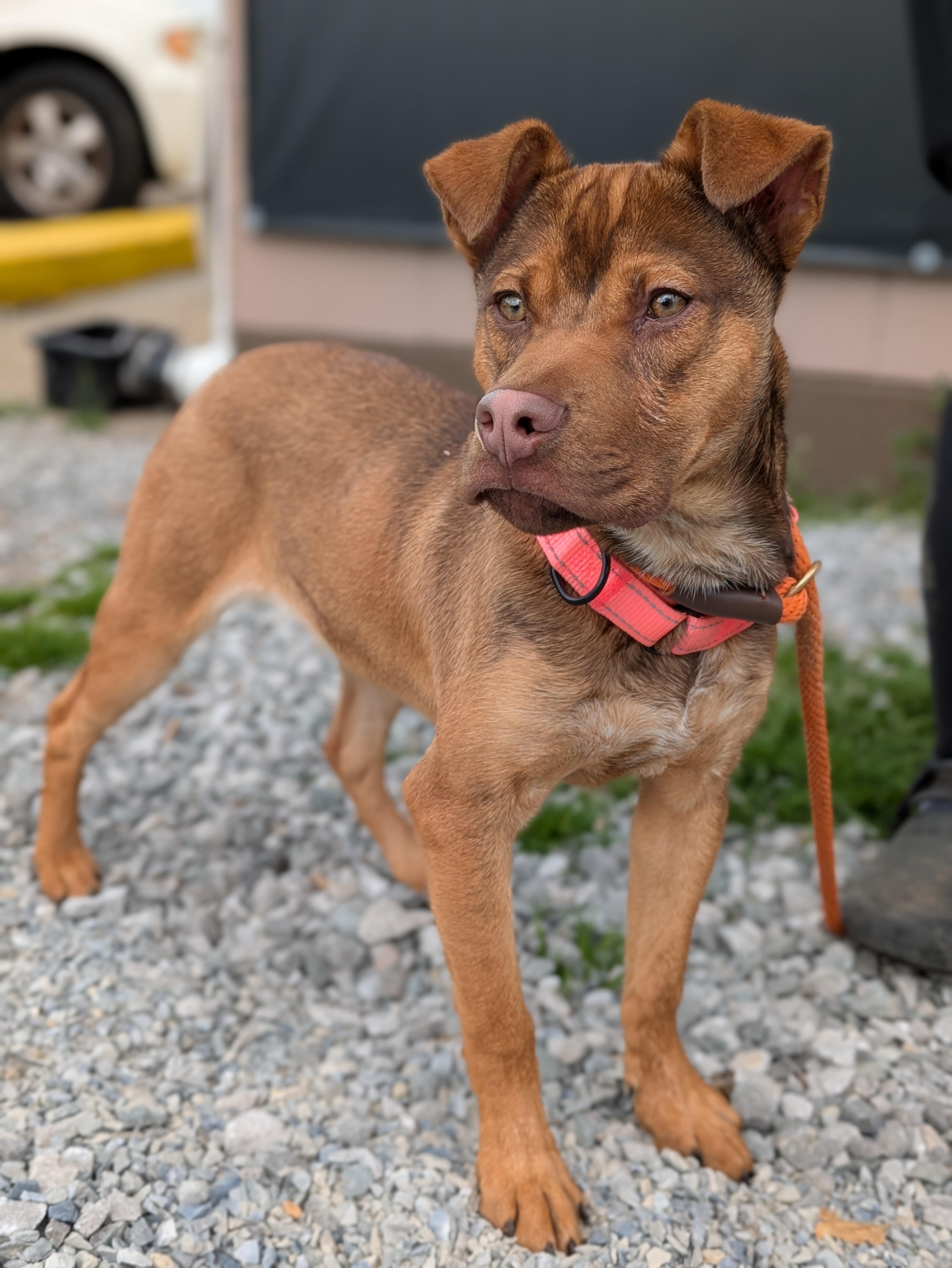 Blair, ADOPTABLE, Puppy Female Mixed Breed.