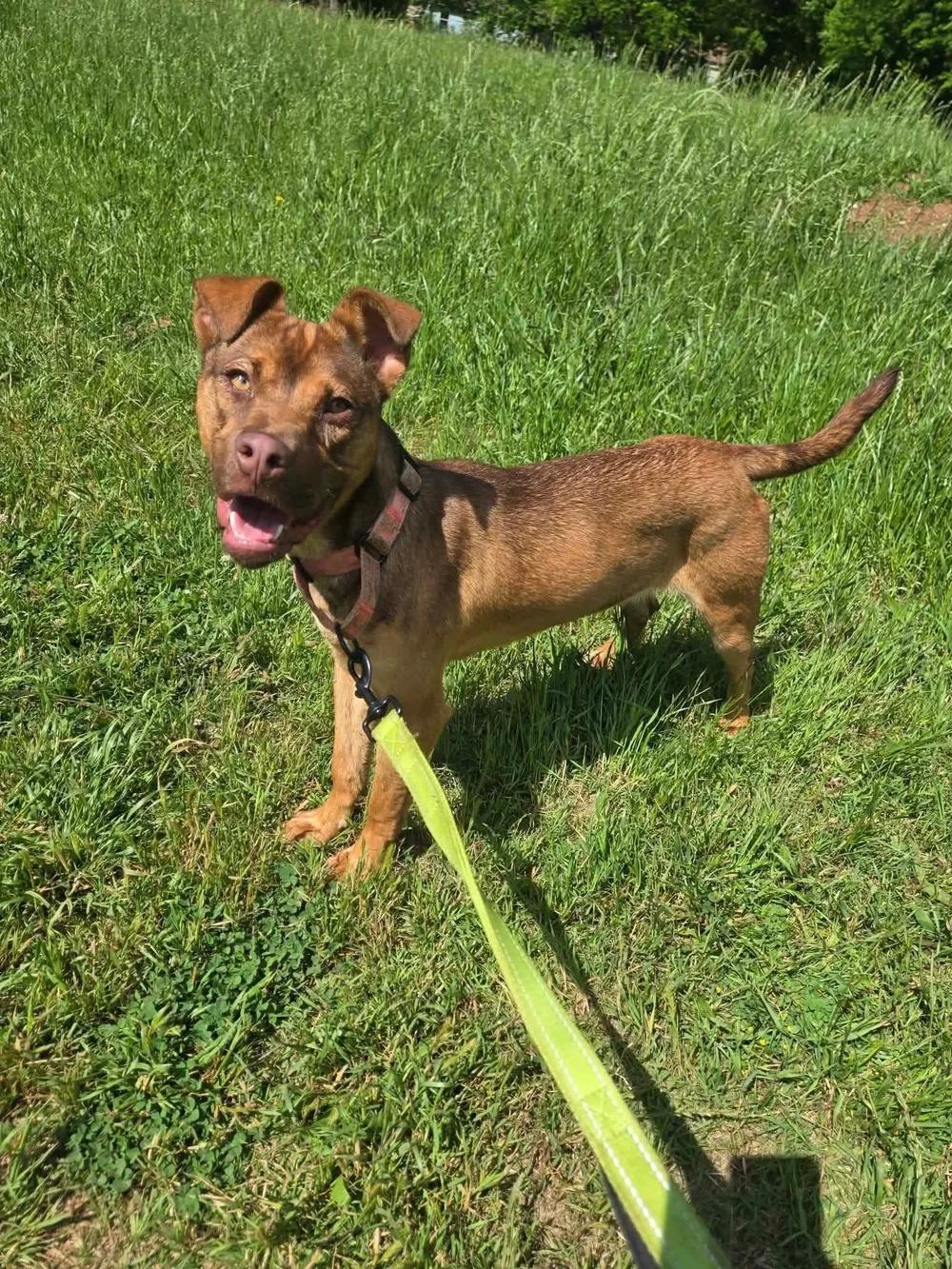 Blair, a Adoptable mixed breed in Huntsville, AL image 5/5
