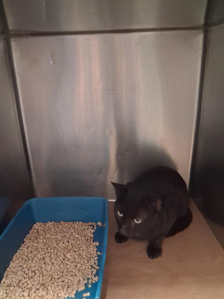 Humor, Adoptable, Young Male Domestic Short Hair.