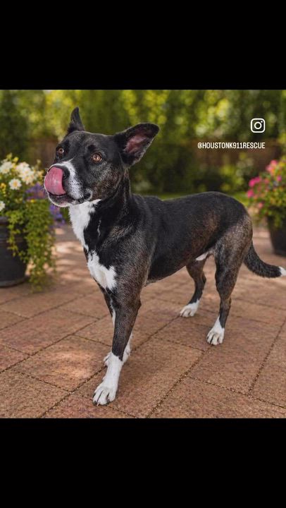 Enlarge SIMON, a Adoptable mixed breed in Albany, NY video 2/6