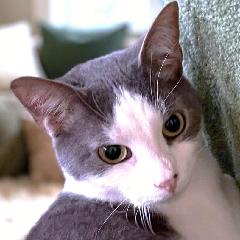 RIVER - STUNNING RUSSIAN BLUE TUXEDO, a Adoptable mixed breed in Danbury, CT image 2/2