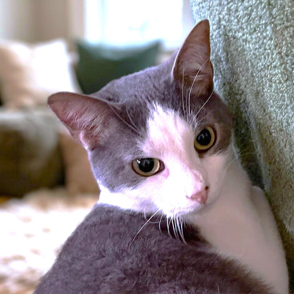 RIVER - STUNNING RUSSIAN BLUE TUXEDO, a Adoptable mixed breed in Danbury, CT image 1/2