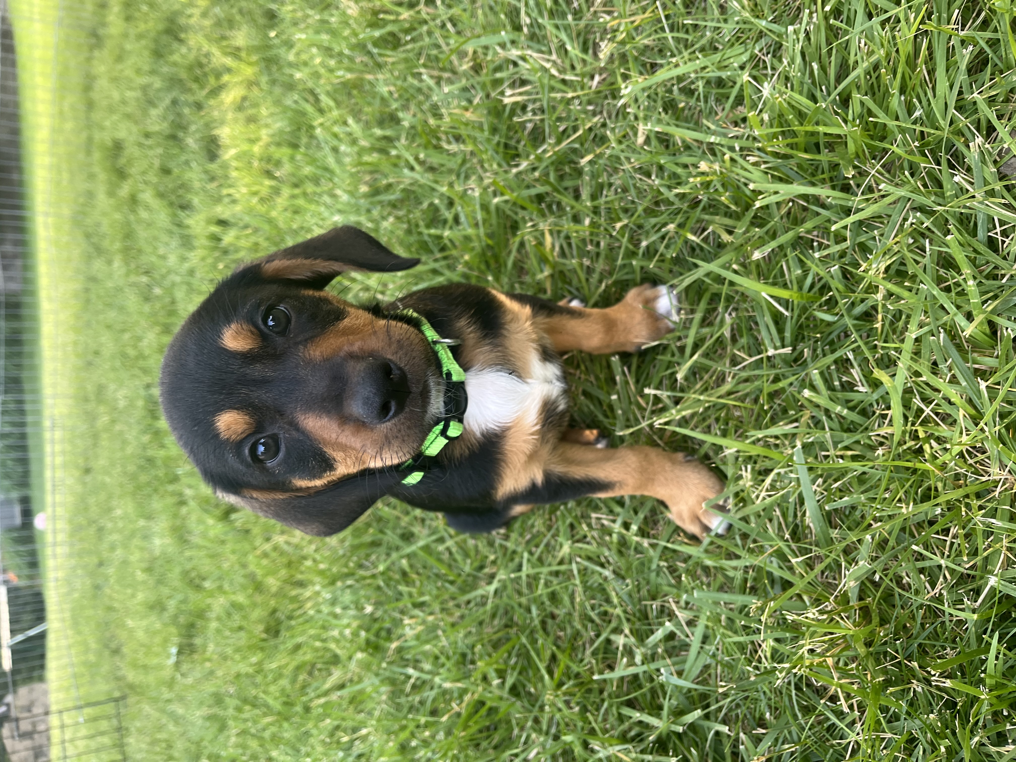 Patti