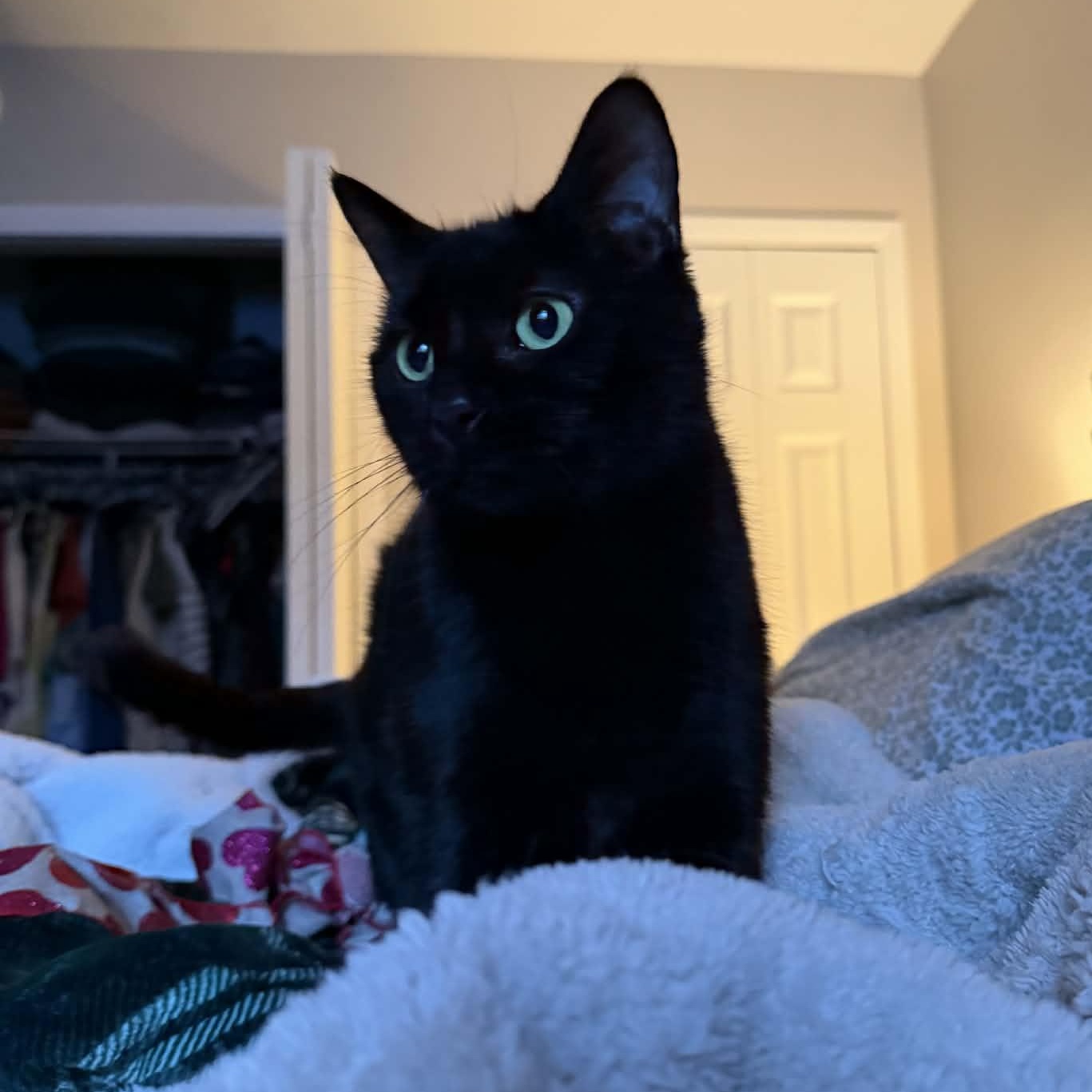 Azura, an adoptable Domestic Short Hair in Royal Oak, MI image 1/6