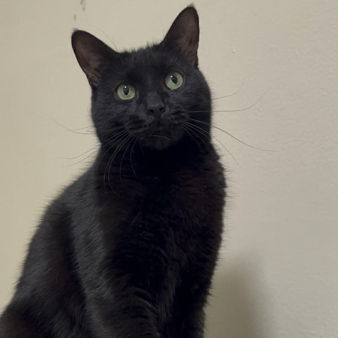 Enlarge Azura, an adoptable Domestic Short Hair in Royal Oak, MI image 1/6