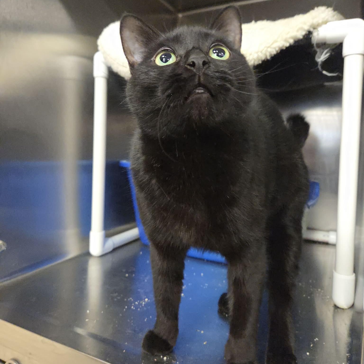 Azura, an adoptable Domestic Short Hair in Royal Oak, MI image 5/6