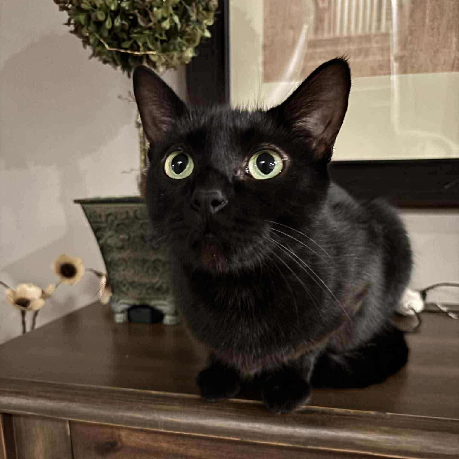 Azura, an adoptable Domestic Short Hair in Royal Oak, MI image 3/6