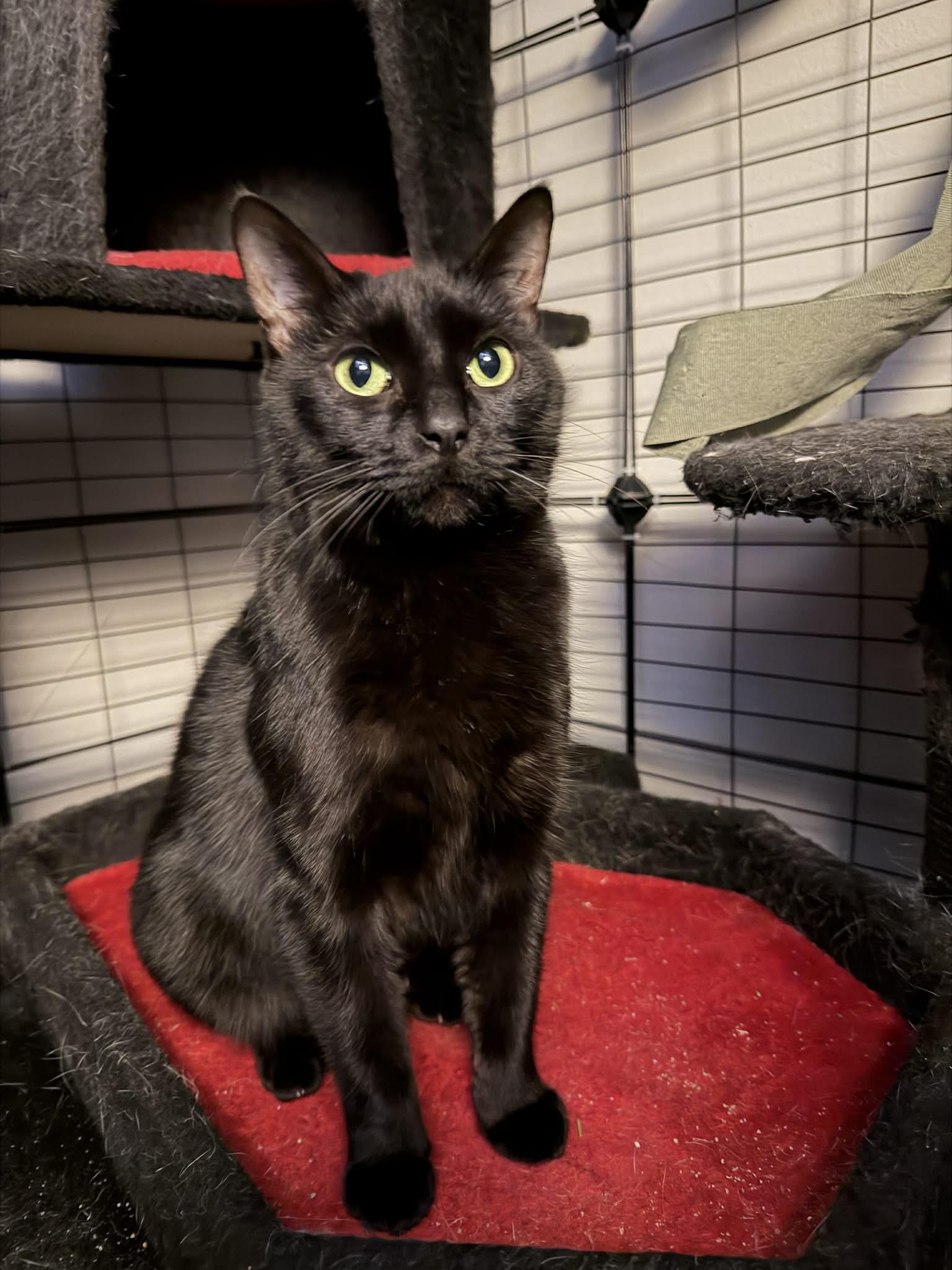 Azura, an adoptable Domestic Short Hair in Royal Oak, MI image 2/6