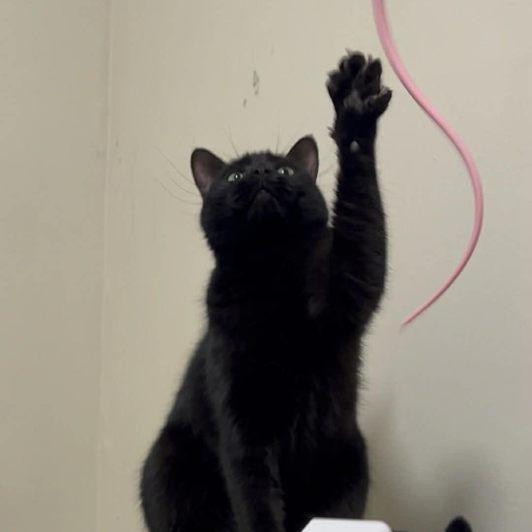 Enlarge Azura, an adoptable Domestic Short Hair in Royal Oak, MI image 4/6