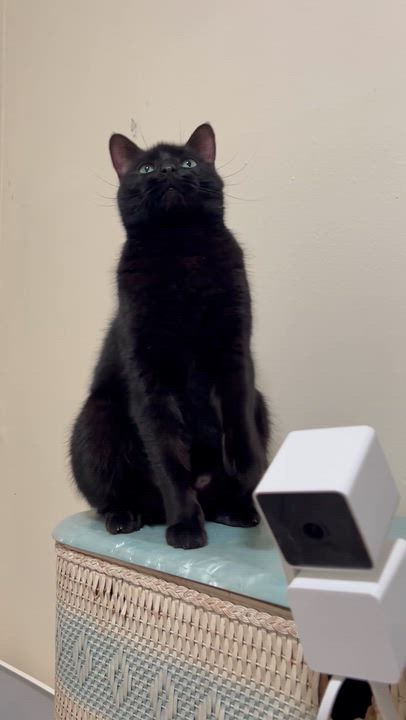 Enlarge Azura, an adoptable Domestic Short Hair in Royal Oak, MI video 5/6