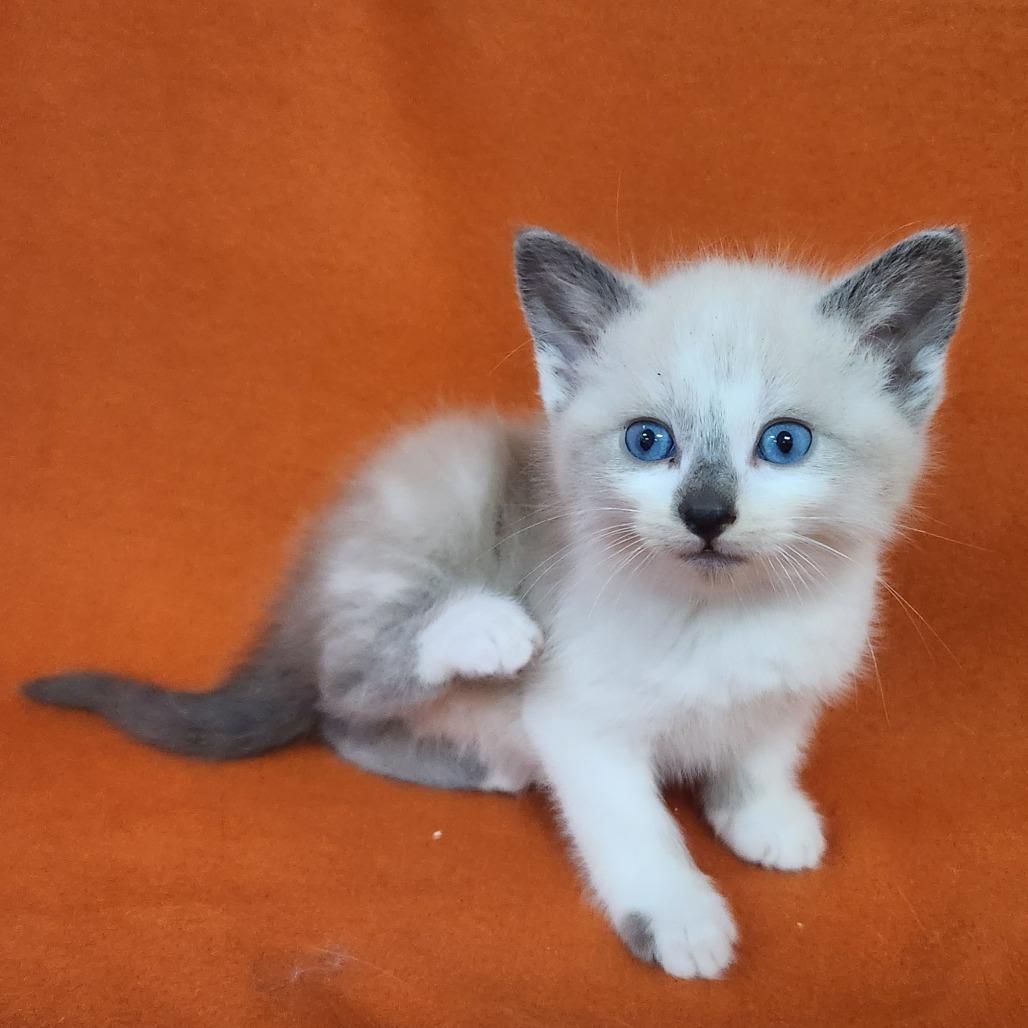 Enlarge Ron, a Adoptable Siamese in Coos Bay, OR image 1/1