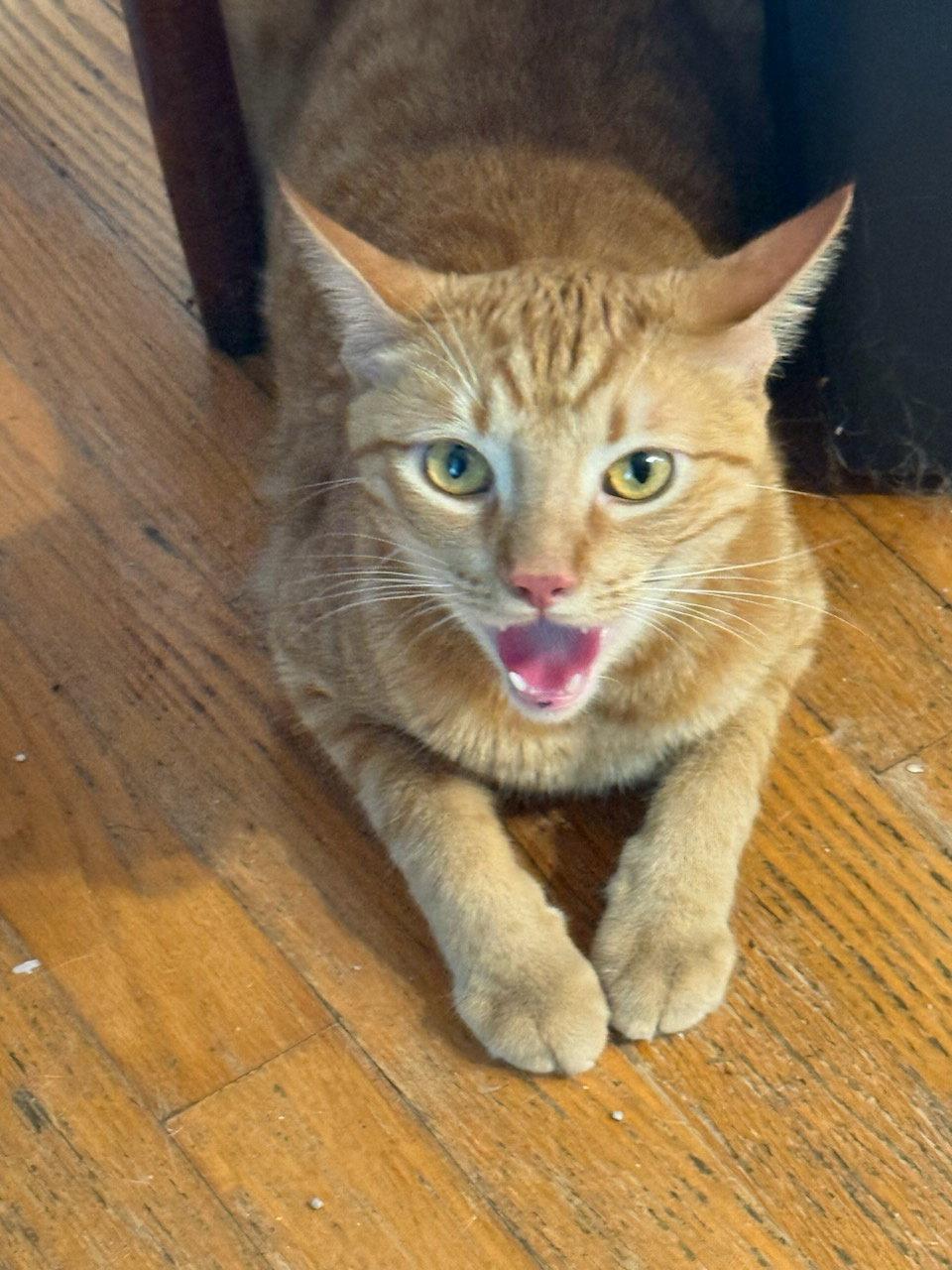 Enlarge Clem, a Adopted Domestic Short Hair in Naples, FL image 1/1