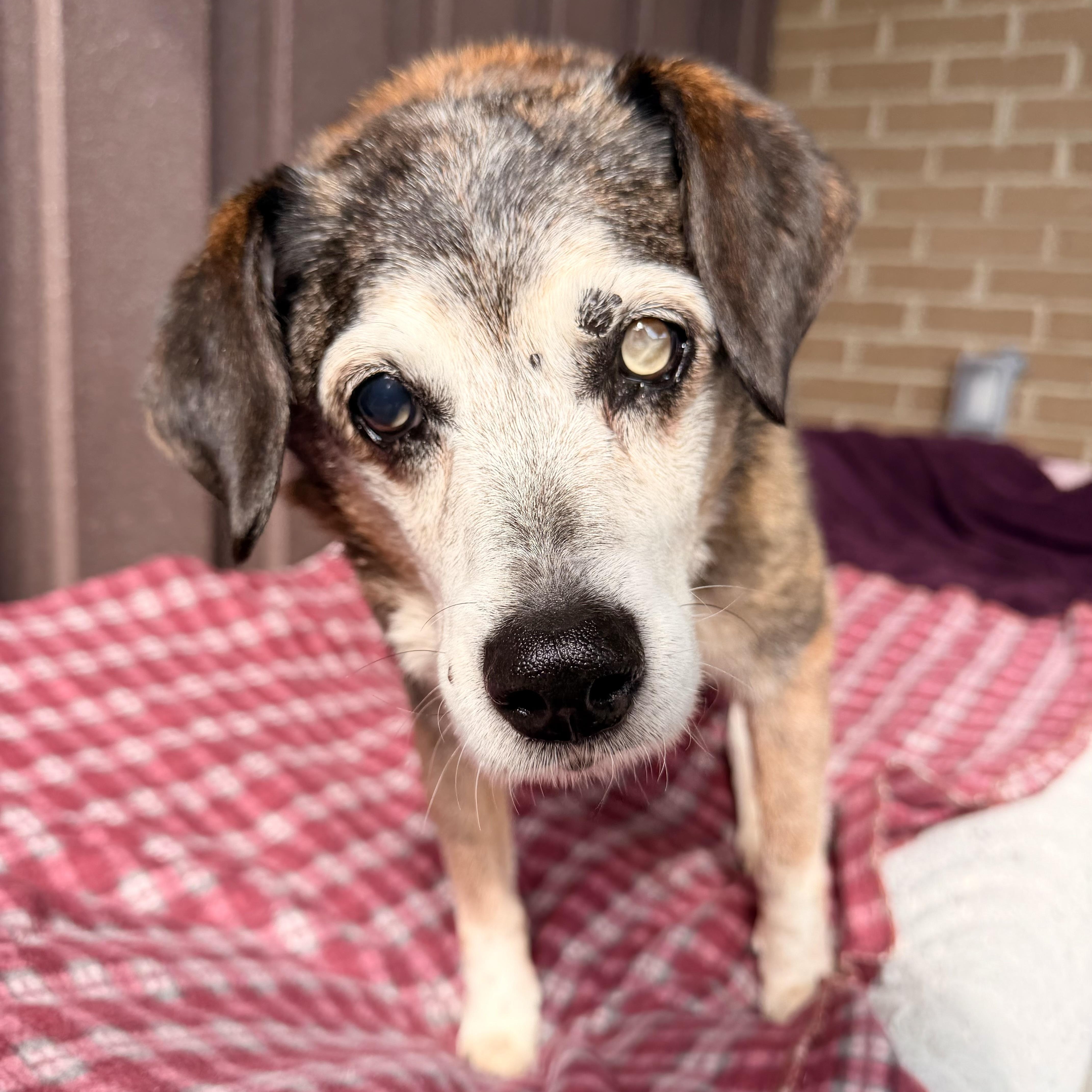 Enlarge Schroder, an adopted mixed breed in Mount Juliet, TN image 1/1