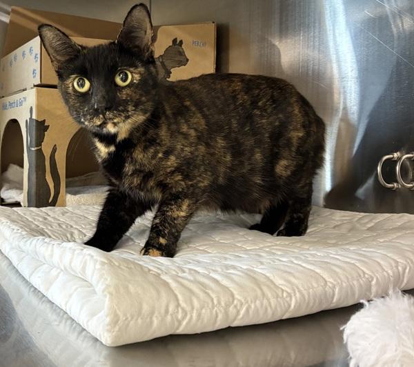 Zinnia, Adoptable, Adult Female Domestic Short Hair.