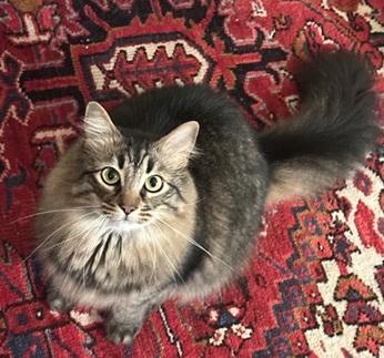 Robin Hood, Adoptable, Adult Male Domestic Medium Hair & Tabby.