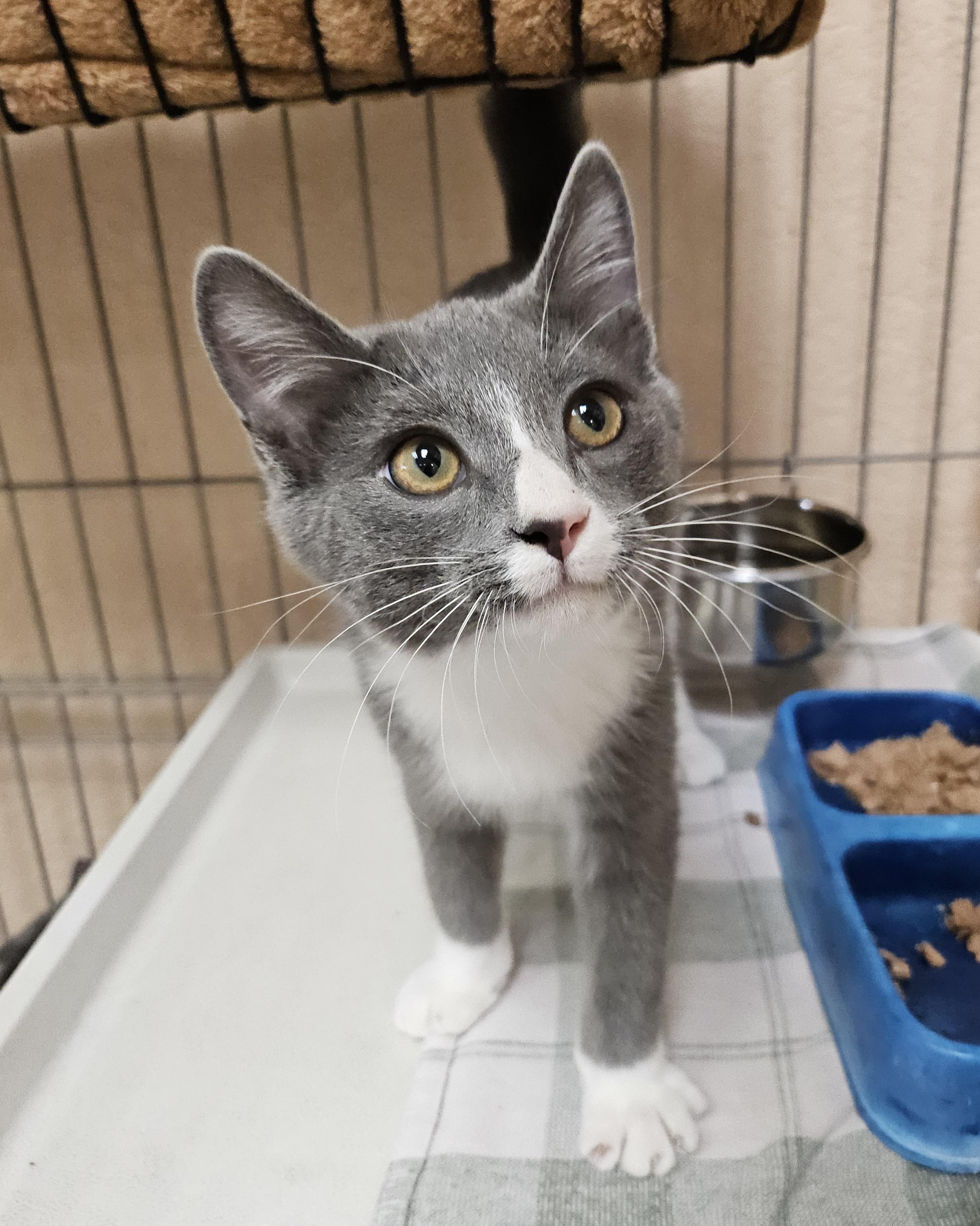 Enlarge Apollo, an adopted Domestic Short Hair in Tucson, AZ image 1/1