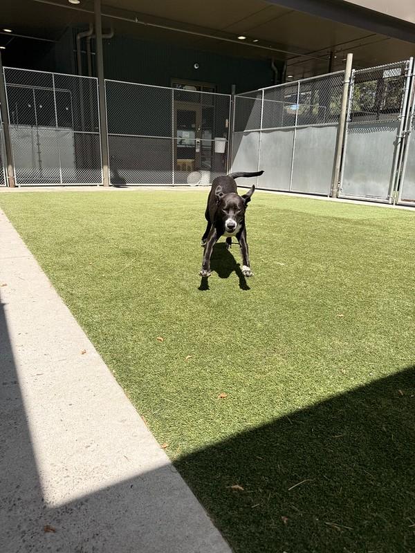 Zoey, a ADOPTABLE mixed breed in Truckee, CA image 2/4