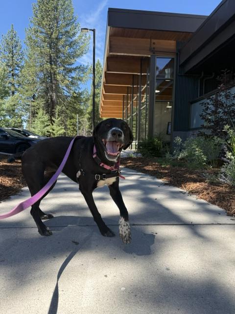 Zoey, a ADOPTABLE mixed breed in Truckee, CA image 4/4