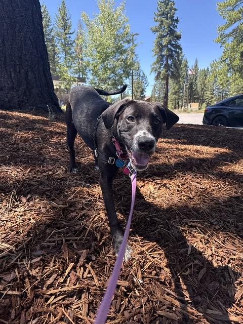 Zoey, ADOPTABLE, Young Female Mixed Breed.