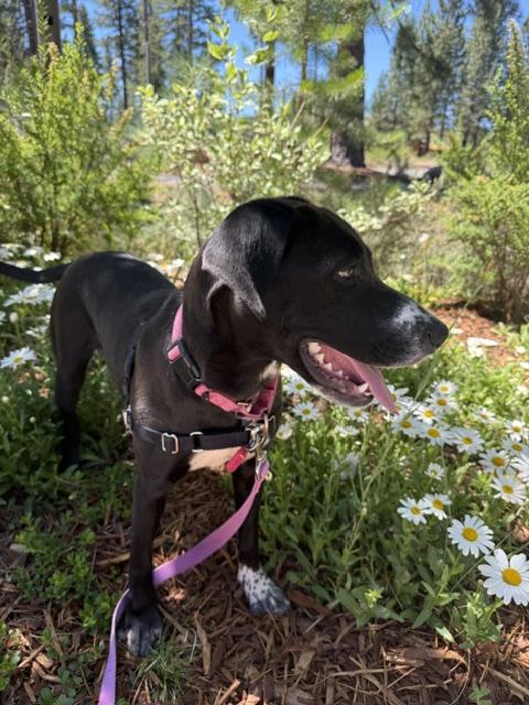 Zoey, a ADOPTABLE mixed breed in Truckee, CA image 3/4