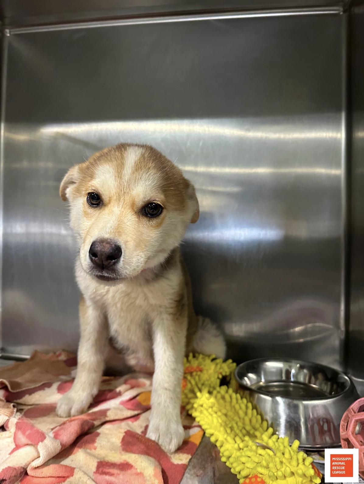 Enlarge Winter, an adopted mixed breed in Jackson, MS image 1/1