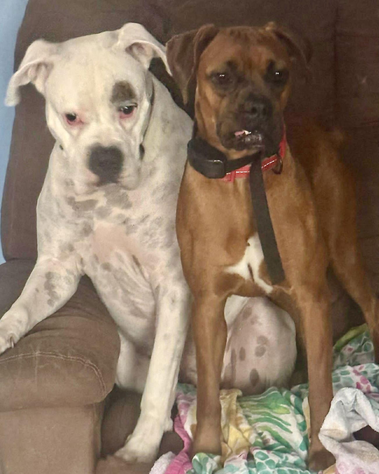 Aurora, Adoptable, Young Female Boxer.