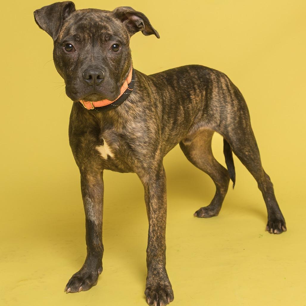Turtle, Adoptable, Young Male Pit Bull Terrier.