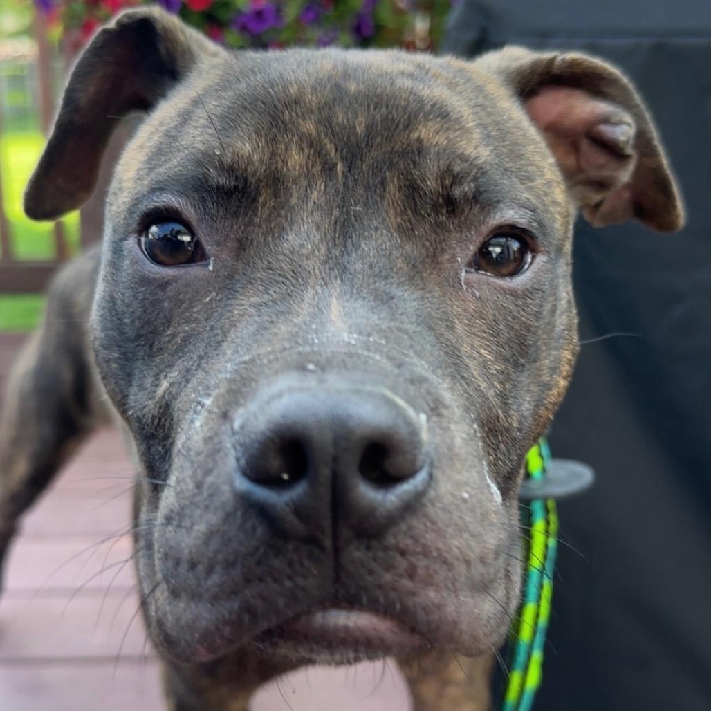 Turtle, a Adoptable Pit Bull Terrier in Batavia, OH image 2/6
