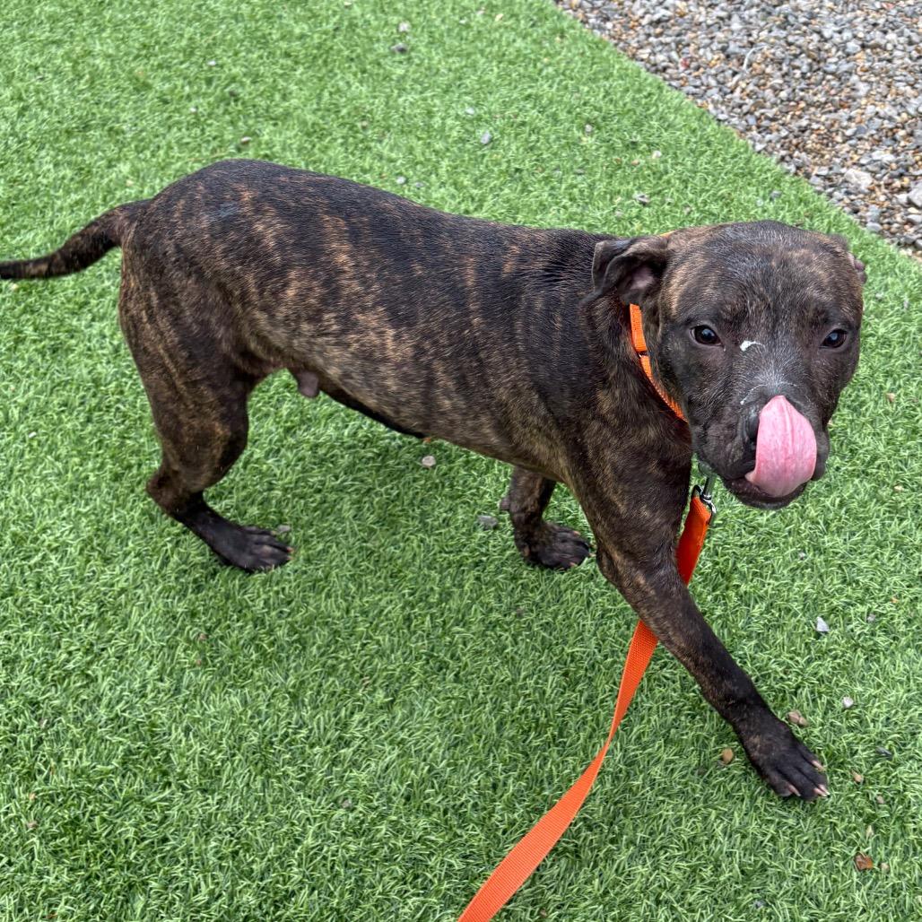 Turtle, a Adoptable Pit Bull Terrier in Batavia, OH image 6/6