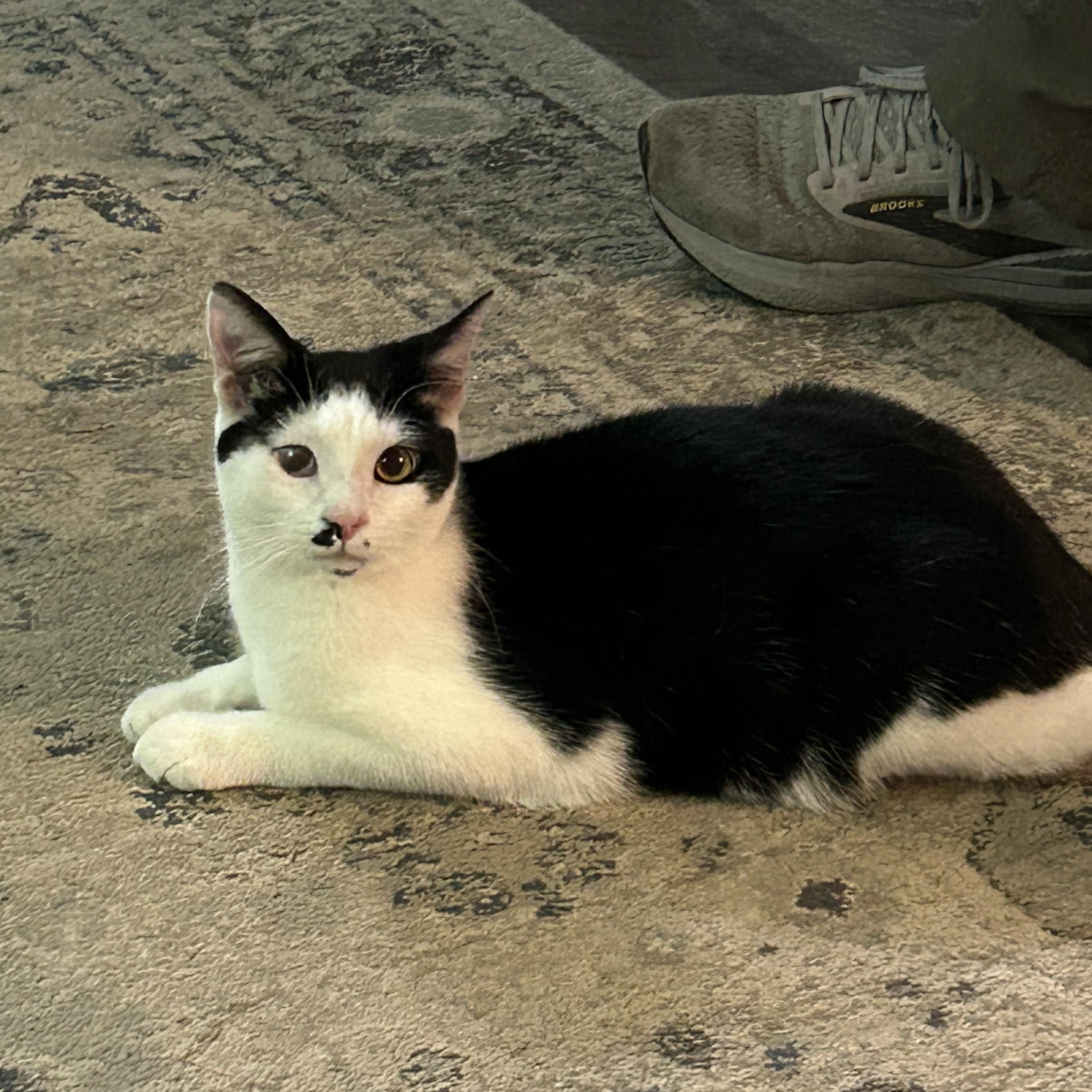 Cravat, a ADOPTABLE American Shorthair in West newton, PA image 1/4